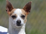 Pacha, adorable petite chienne croisée de 4,5 kg à adopter en refuge