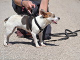 Pacha, adorable petite chienne croisée de 4,5 kg à adopter en refuge