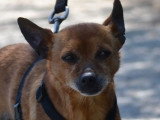 Pixie, adorable petit chien de 5,5 kg à adopter en refuge