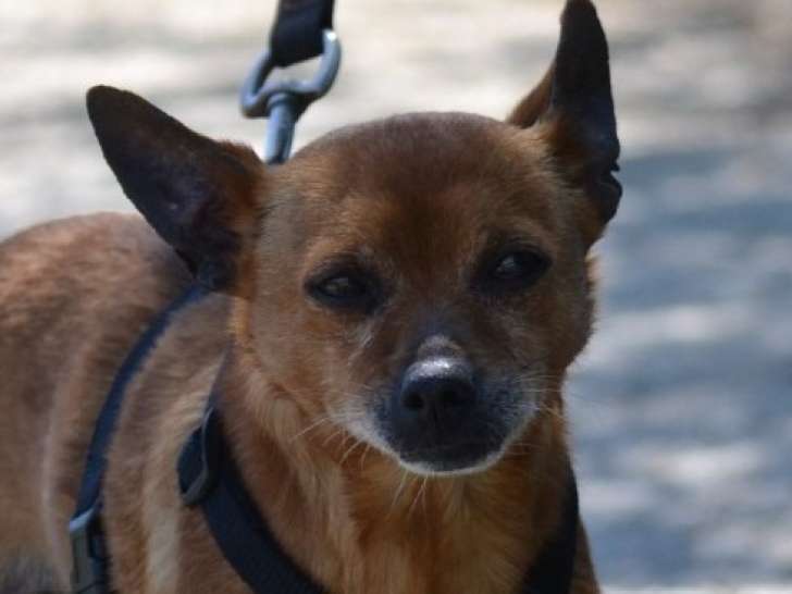 Pixie, adorable petit chien de 5,5 kg à adopter en refuge