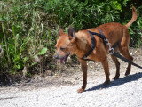Pixie, adorable petit chien de 5,5 kg à adopter en refuge