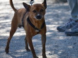 Pixie, adorable petit chien de 5,5 kg à adopter en refuge