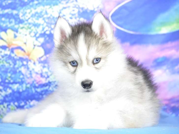 Superbes chiots Husky LOF à vendre