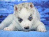 Superbes chiots Husky LOF à vendre