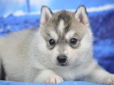 Superbes chiots Husky LOF à vendre