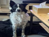 Chienne adulte Border Collie à vendre