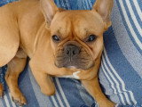 Mâle Bouledogue Français disponible pour saillie