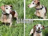 À adopter : chien Teckel de 13 ans au pelage marron et blanc