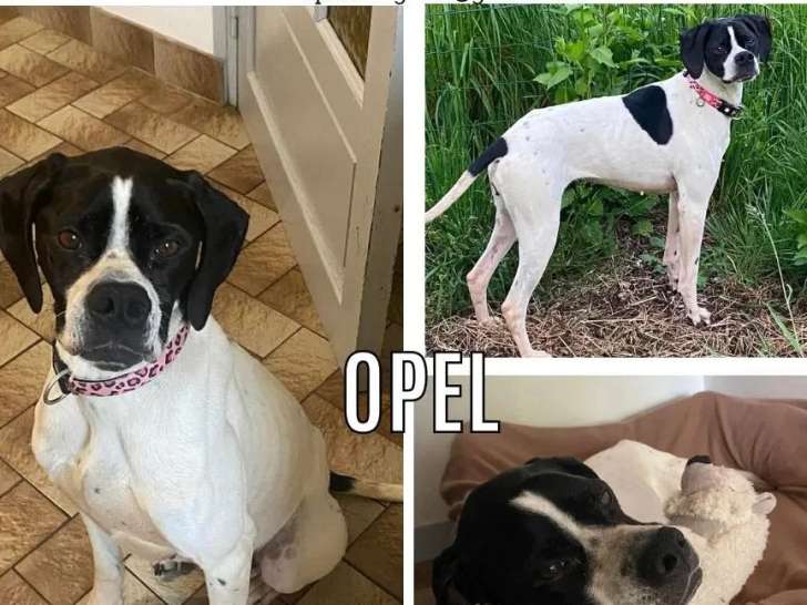 En attente d'adoption : chienne Pointer Anglais de 7 ans au pelage noir et blanc