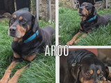 En quête d'un foyer : chien de 9 ans au pelage noir et feu