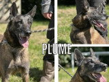 À la recherche d'une famille : chienne Berger Malinois de 6 ans au pelage noir et beige