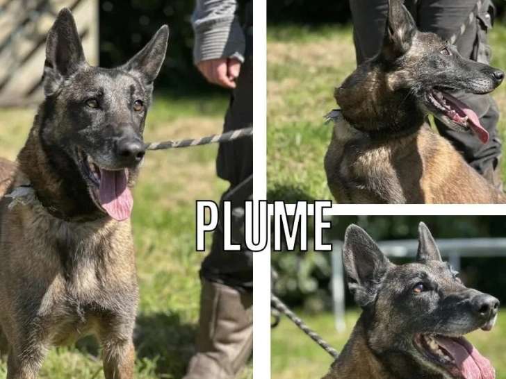 À la recherche d'une famille : chienne Berger Malinois de 6 ans au pelage noir et beige