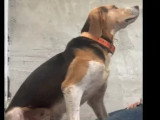 En attente d'un foyer : chien de 5 ans au pelage tricolore