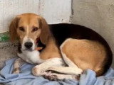 En attente d'un foyer : chien de 5 ans au pelage tricolore