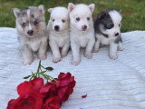 Chiots Pomsky F3 à vendre