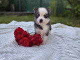 Chiots Pomsky F3 à vendre