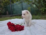 Chiots Pomsky F3 à vendre