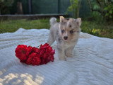 Chiots Pomsky F3 à vendre