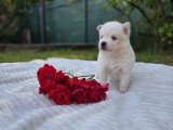 Chiots Pomsky F3 à vendre