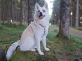 Chiots Pomsky F3 à vendre