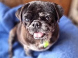 Prêt pour l'adoption : chien Carlin de 4 ans au pelage noir