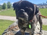 Prêt pour l'adoption : chien Carlin de 4 ans au pelage noir