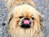Disponible à l'adoption : chien Épagneul Pékinois d'un an au pelage sable