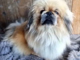 Disponible à l'adoption : chien Épagneul Pékinois d'un an au pelage sable