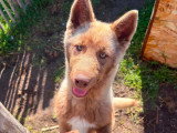 À accueillir : chiot femelle Husky de Sibérie de 5 mois au pelage roux et blanc