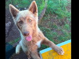 À accueillir : chiot femelle Husky de Sibérie de 5 mois au pelage roux et blanc
