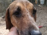 À adopter : chienne de 10 ans au pelage beige