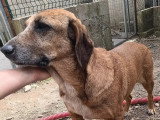 À adopter : chienne de 10 ans au pelage beige