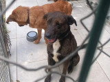 Adoption disponible : chienne de 3 ans au pelage bringé