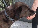Adoption disponible : chienne de 3 ans au pelage bringé