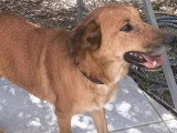 En quête d'un foyer : chienne de 3 ans au pelage marron