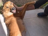 En quête d'un foyer : chienne de 3 ans au pelage marron