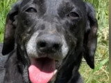 À la recherche d'une famille : chienne de 8 ans au pelage noir