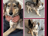 En attente d'un foyer : chien de 3 ans au pelage tricolore
