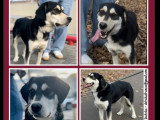 À adopter : chien de 3 ans au pelage noir et blanc