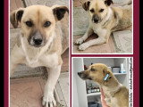 Adoption disponible : chienne d'un an au pelage fauve