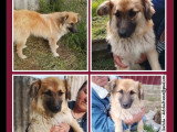 En attente d'adoption : chien de 2 ans au pelage fauve charbonné