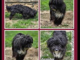 À accueillir : chien d'un an au pelage noir et blanc