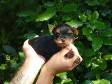 4 chiots Yorkshire Terrier LOF nés en avril 2026 à réserver
