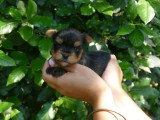 4 chiots Yorkshire Terrier LOF nés en avril 2026 à réserver
