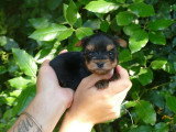 4 chiots Yorkshire Terrier LOF nés en avril 2026 à réserver