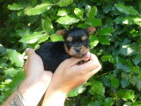 4 chiots Yorkshire Terrier LOF nés en avril 2026 à réserver