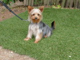 4 chiots Yorkshire Terrier LOF nés en avril 2026 à réserver