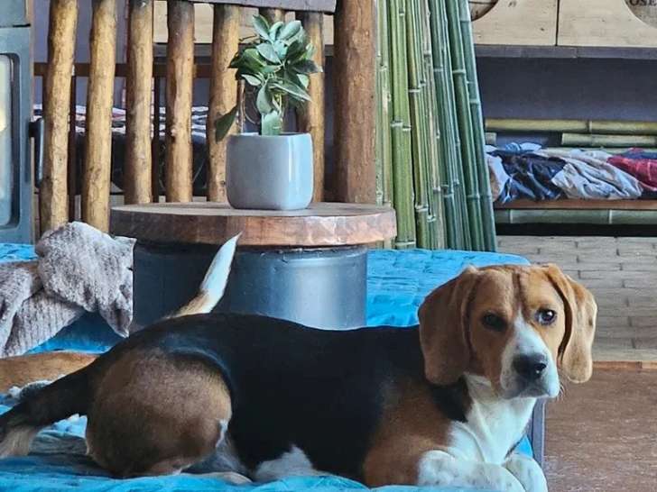 Chiot Beagle mâle non LOF à vendre né en septembre 2025