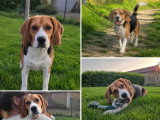 Chiot Beagle mâle non LOF à vendre né en septembre 2025
