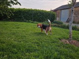 Chiot Beagle mâle non LOF à vendre né en septembre 2025